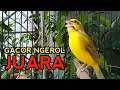 Download Lagu MOZAMBIK GACOR NGEROL SPEED RAPAT