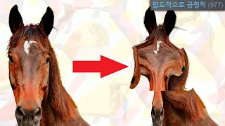 1000명을 홀린 말 확대 게임
