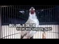 Lagu trucuk gacor ngalas full suara alam ampuh buat pancingan agar bunyi jadikan trucukmu gacor nyaut
