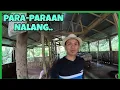 Download Lagu NAGBAWAS KAMI NG ISANG FATTENER NA BABOY PERO MABABA NA ANG PRESYO+Dumadami Na Ang Aming Alaga..