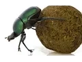 Graham Harman - Object Oriented Ontology
