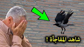 انظر ماذا حدث عندما وقف هذا الغراب الاسود على شباك غرفة نوم ابن هذا الرجل    لن تصدق مفاجأة كبيرة    دندنها
