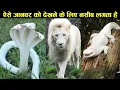Download Lagu सिर्फ नसीब वाले देख पाते है ऐसे जानवरो को 10 white or albino animals,white snake,white lion