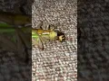 Download Lagu Bombardier beetle vs grasshoper #insects #grasshopper #bombardierbeetle #bombardier