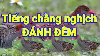 Download TIẾNG CHẰNG NGHỊCH ĐÁNH ĐÊM CHUẨN | CHÀNG NGHỊCH | 0978121579 | NQH82 | TIẾNG CHIM /QUỐC HOA MP3