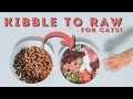 How To Switch Your Cat To A Raw Diet The Ultimate Guide