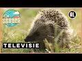 Download Lagu Wat weten we van egels | TV | Vroege Vogels