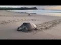 Desove masivo de tortugas marinas en las costas de Nicaragua | AFP