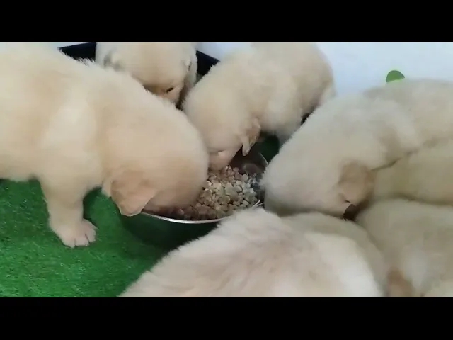 動画