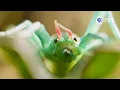 This Stick Insect Has a Peppermint-Scented Secret Weapon | Deep Look