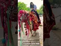 Download Lagu Funniest Camel Ride ..#funniestvideo #funniestanimals #kidsfunnyshorts #kidsfunnyvideos #funnykids