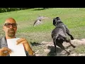 HAWK ATTACKS OUR ANIMALS - THE WORLD IS GOING TO COLLAPSE THE DOLLAR