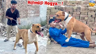                                    دندنها