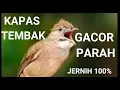 Download Lagu KAPAS TEMBAK GACOR VS SRIGUNTING ABU-ABU VS CUCAK CUNGKOK MANTAP
