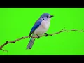 Download Lagu Blue bird on branch green screen animation | Flying bird green screen effect