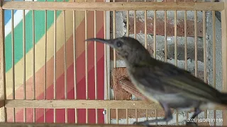 terapi suara khas king konin