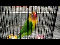 Download Lagu LOVEBIRD FULL \