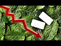 Why Did People Stop Chewing Gum The Rise and Fall of Chewing Gum ENDEVR Explains