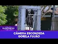 Lagu Gorila Fujão - Runaway Gorilla Prank | Câmeras Escondidas (30/11/25)