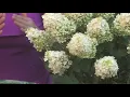 Download Lagu Late summer gardening tips for Colorado residents