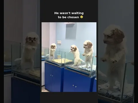 He made sure they noticed him 🥹 subscribe for more #shorts