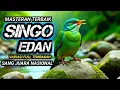 MASTERAN SINGO EDAN FULL TEMBAKAN !! TERAPI UNTUK SEMUA JENIS BURUNG, SUARA GEMRICIK AIR || Sound HD