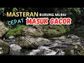 Download Lagu Masteran Burung Murai Dan Suara Gemercik Air Mengalir