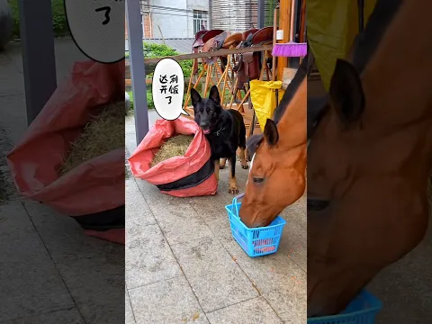 The tea-loving dog fed carrots to its owner's horse.