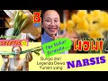 Download Lagu BUNGA NARZISSEN, LEGENDA DEWA YUNANI YANG NARSIS || BUNGA SUPERMARKET