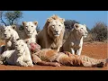 Lagu An Old Man Saves Baby Lions' Lives. Ten Years Later, Something Amazing Happens!