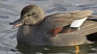 صوت دجاج ماي 