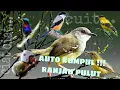 Download Lagu Suara pikat burung kecil kejepit, cocok untuk mulut burung kecil