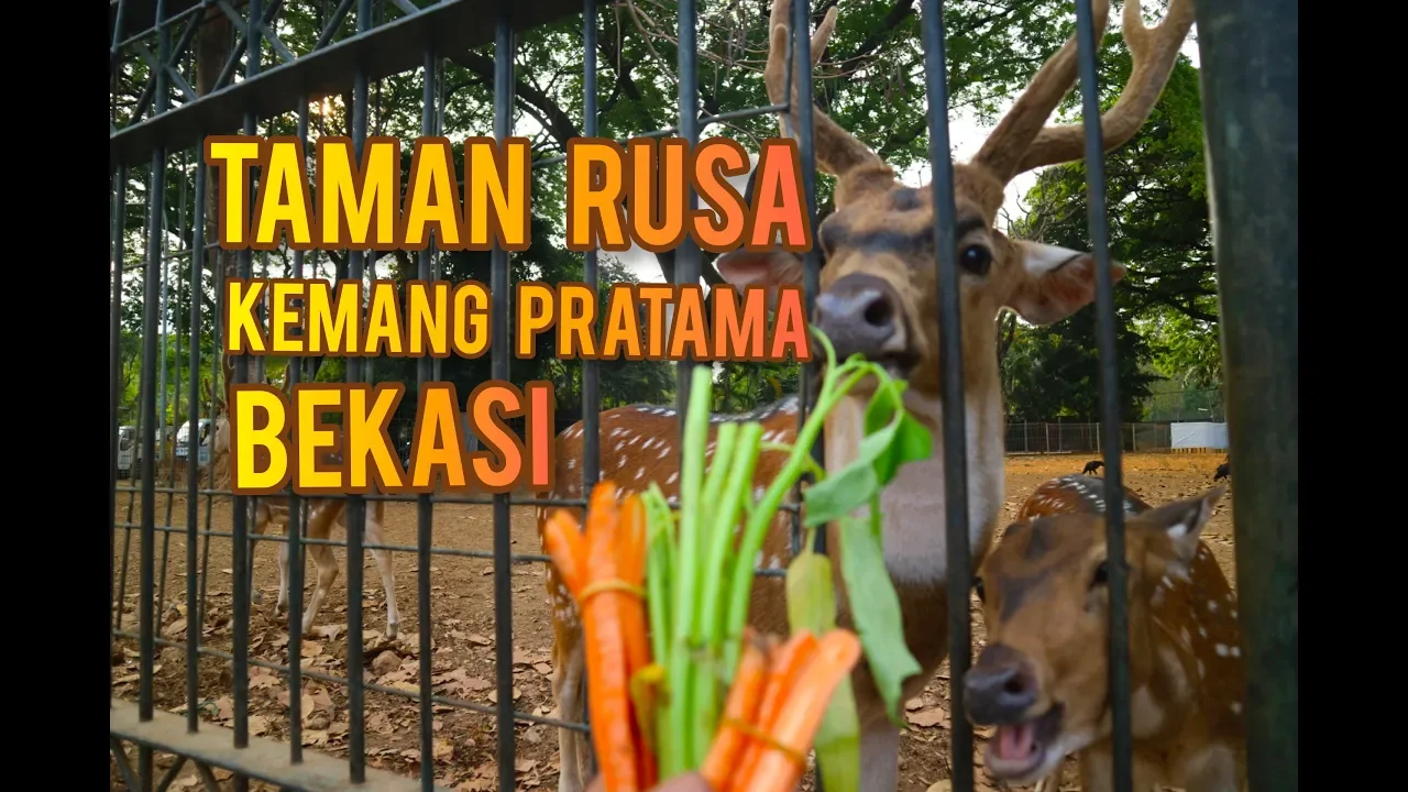 
          
          
          
            
            Taman Rusa Kemang Pratama GRATISSS!!! #Liburangratis #Tamanrusa #kemangpratama #Bekasi
          
        . 