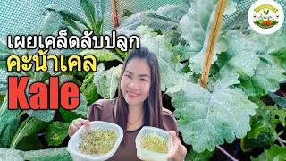 วิธีเพาะเมล็ดคะน้าให้โตเร็ว 2  วันงอก โตไว วิธีปลูกคะน้าเคล คะน้าใบหยิก ตั้งแต่เพาะเมล็ดจนเก็บเกี่ยว