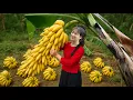 Download Lagu Harvesting Lots of Ripe Bananas Goes to Market Sell | What Makes A Special ? Luyến Harvest Life