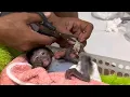 Download Lagu full of tension and extra caution as i unwrap little monkey robin's bandages