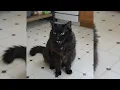 mp4
