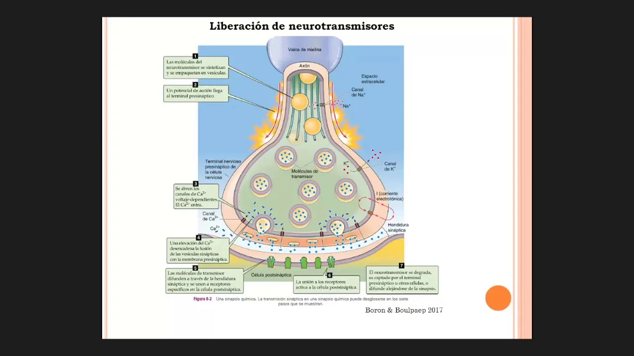 Canales de calcio: Neuronas sensoriales felices