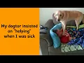 50 Animal Memes That Show Just How Weird Pets Can Be