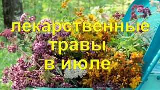 Download Лекарственные травы в июле. Medicinal herbs MP3