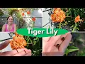 Download Lagu Tiger Lily - Anthers and Bulbils; Everything you need to know to grow this Asian favorite!