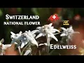 Lagu Switzerland's National Flower | Edelweiss