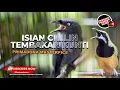 Download Lagu 🔴Masteran Srigunting Abu Abu Isian Cililin vs Cucak Cungkok Gacor Isian Kunti