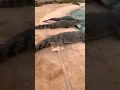 Een man jaagt op alligators met een schop
