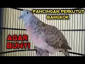 PANCINGAN PERKUTUT BANGKOK AGAR BUNYI + BIKIN PERKUTUT GACOR 