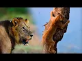 Download Lagu WILD LION FLIRTS with Kevin Richardson | The Lion Whisperer
