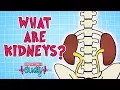 Operation Ouch - What are Kidneys Biology for Kids