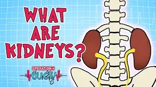 Operation Ouch - What are Kidneys Biology for Kids
