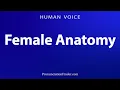 How To Pronounce Female Anatomy