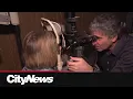 Optometrists see surge in dry eye patients